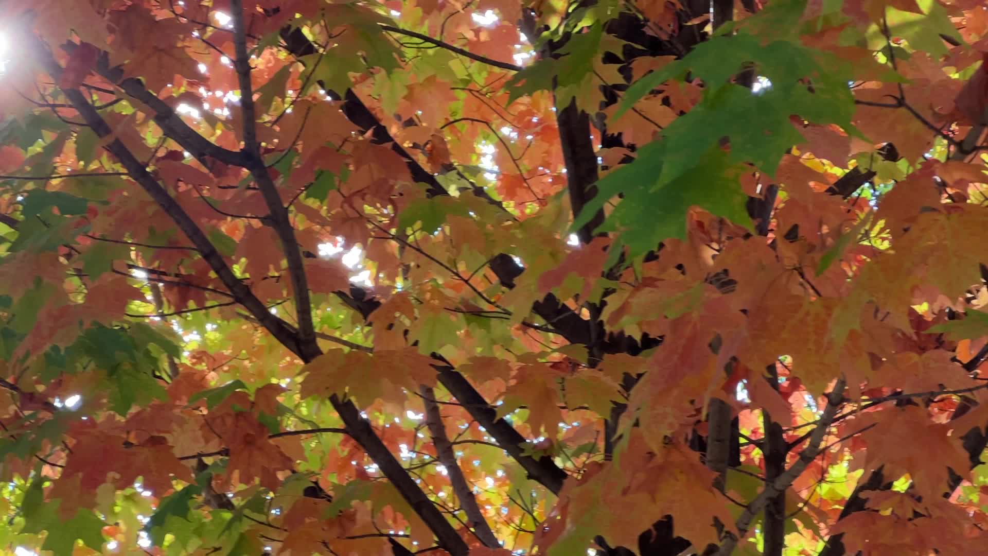 Autumn season in Toronto