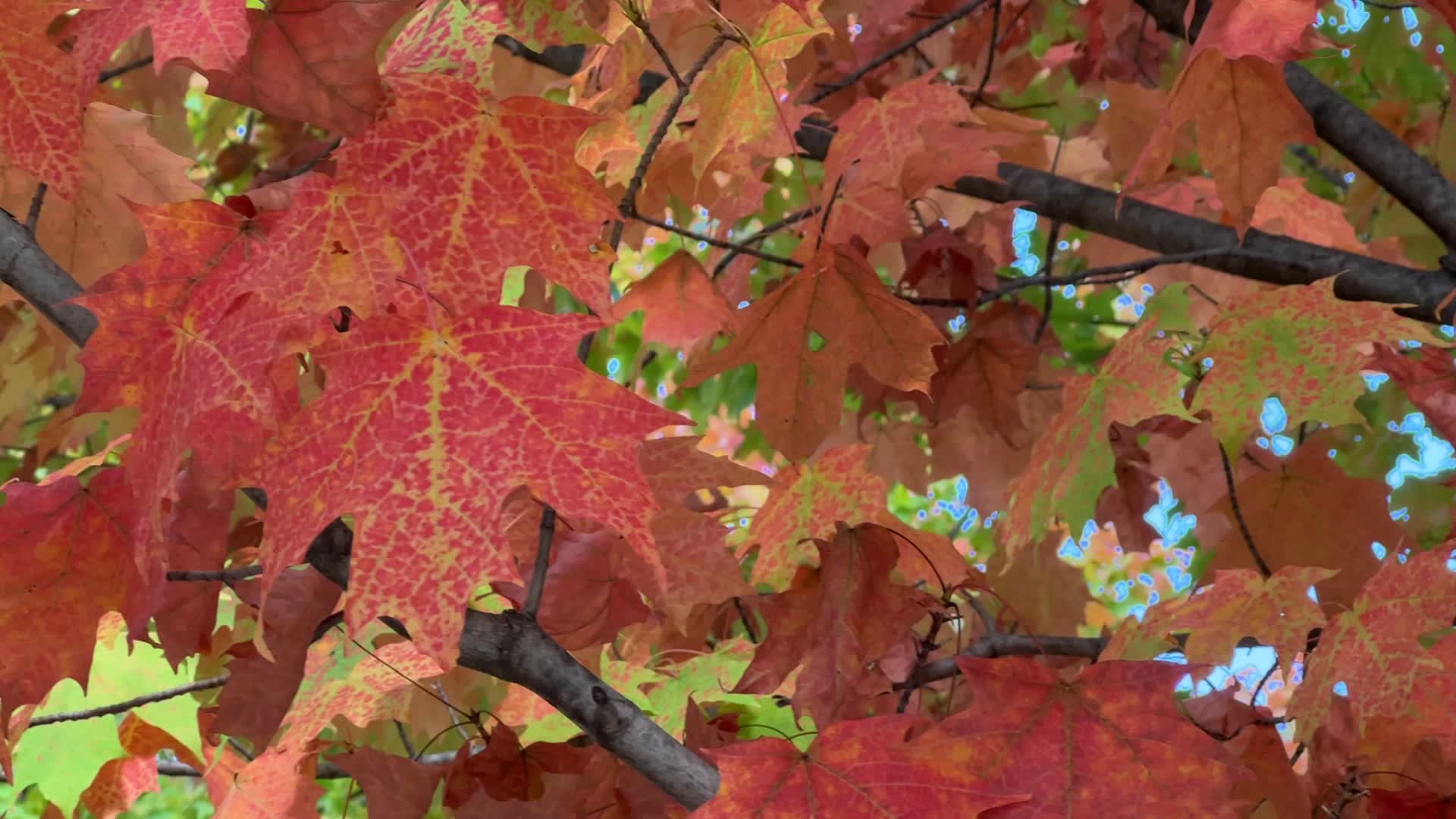 Autumn season in Toronto
