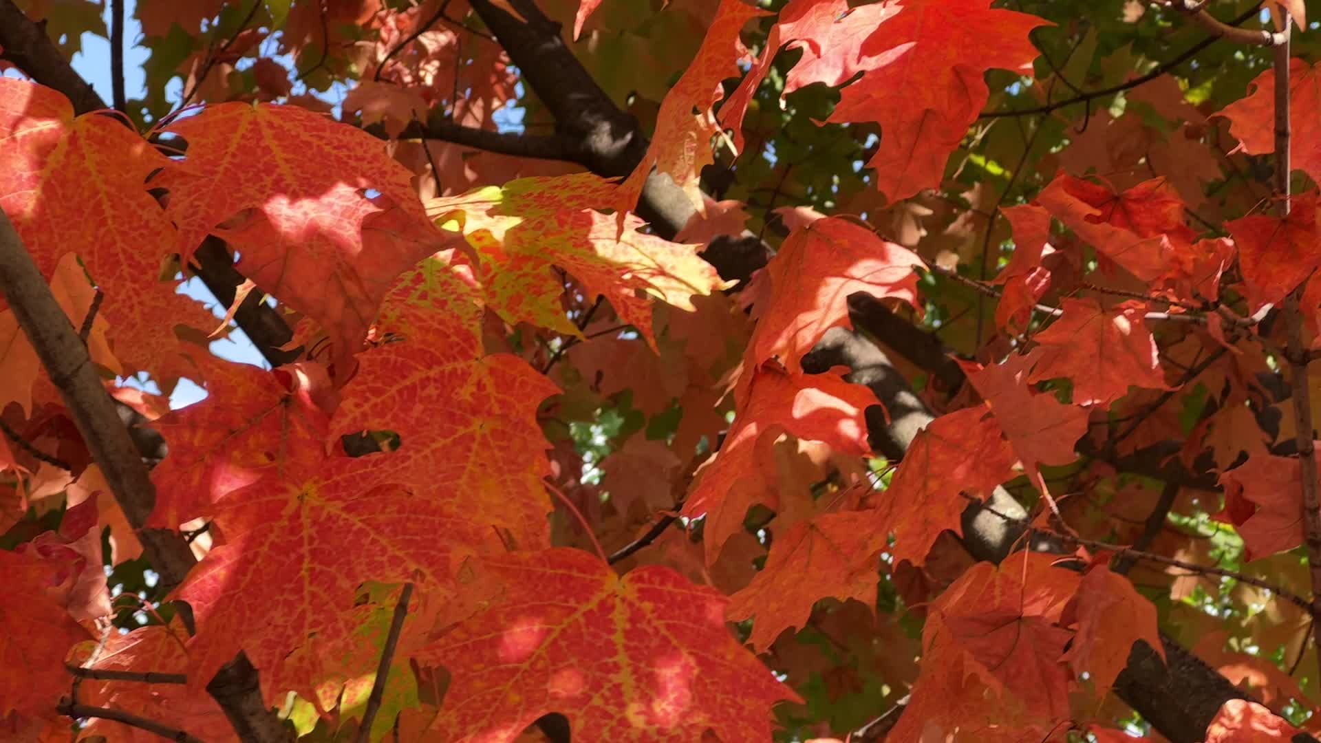 Autumn season in Toronto