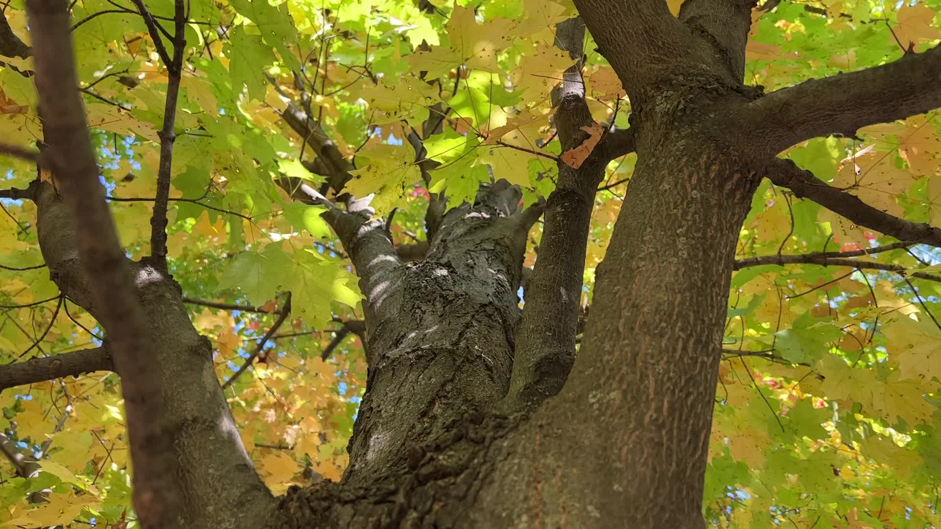 Autumn season in Toronto