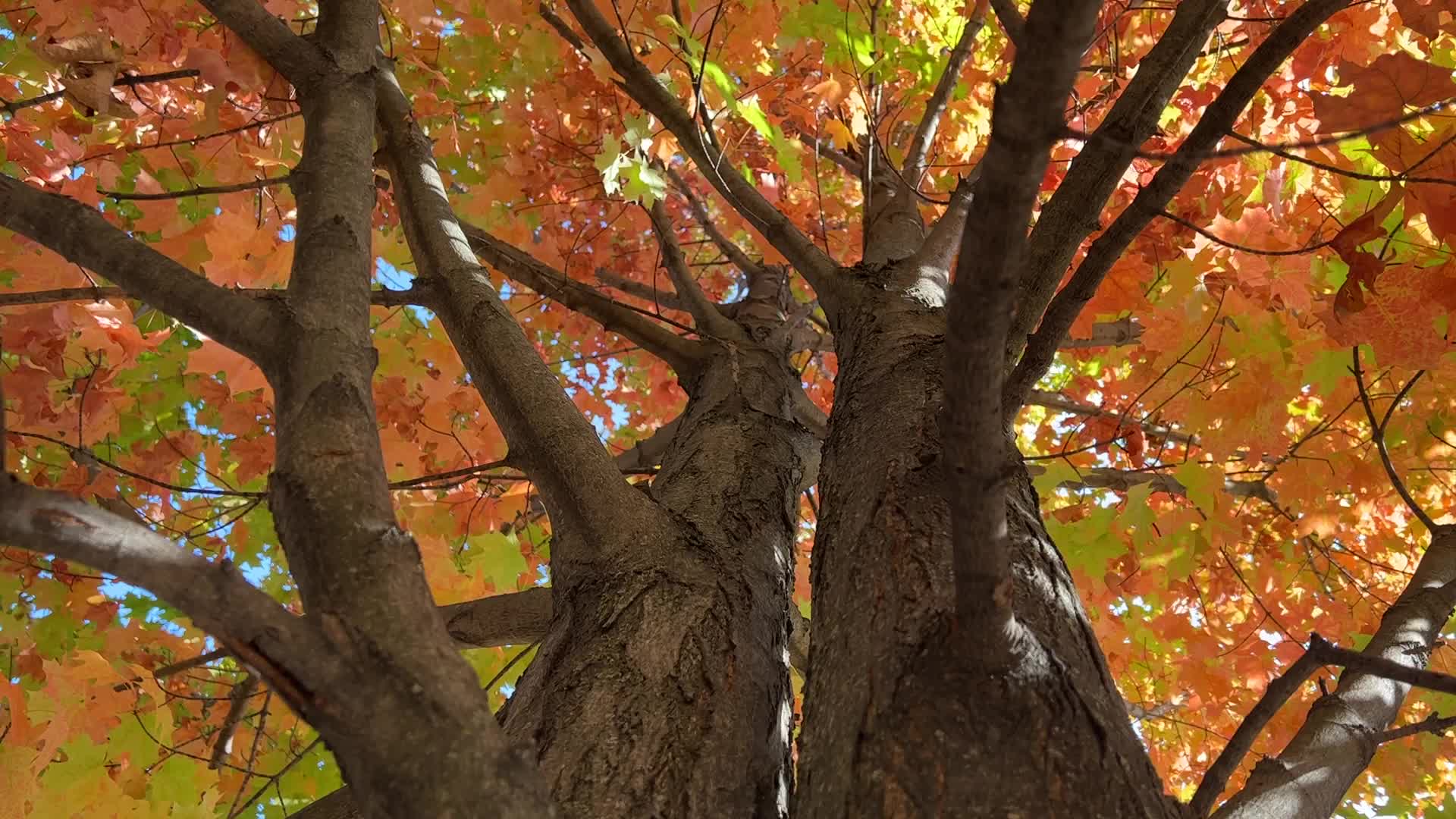 Autumn season in Toronto