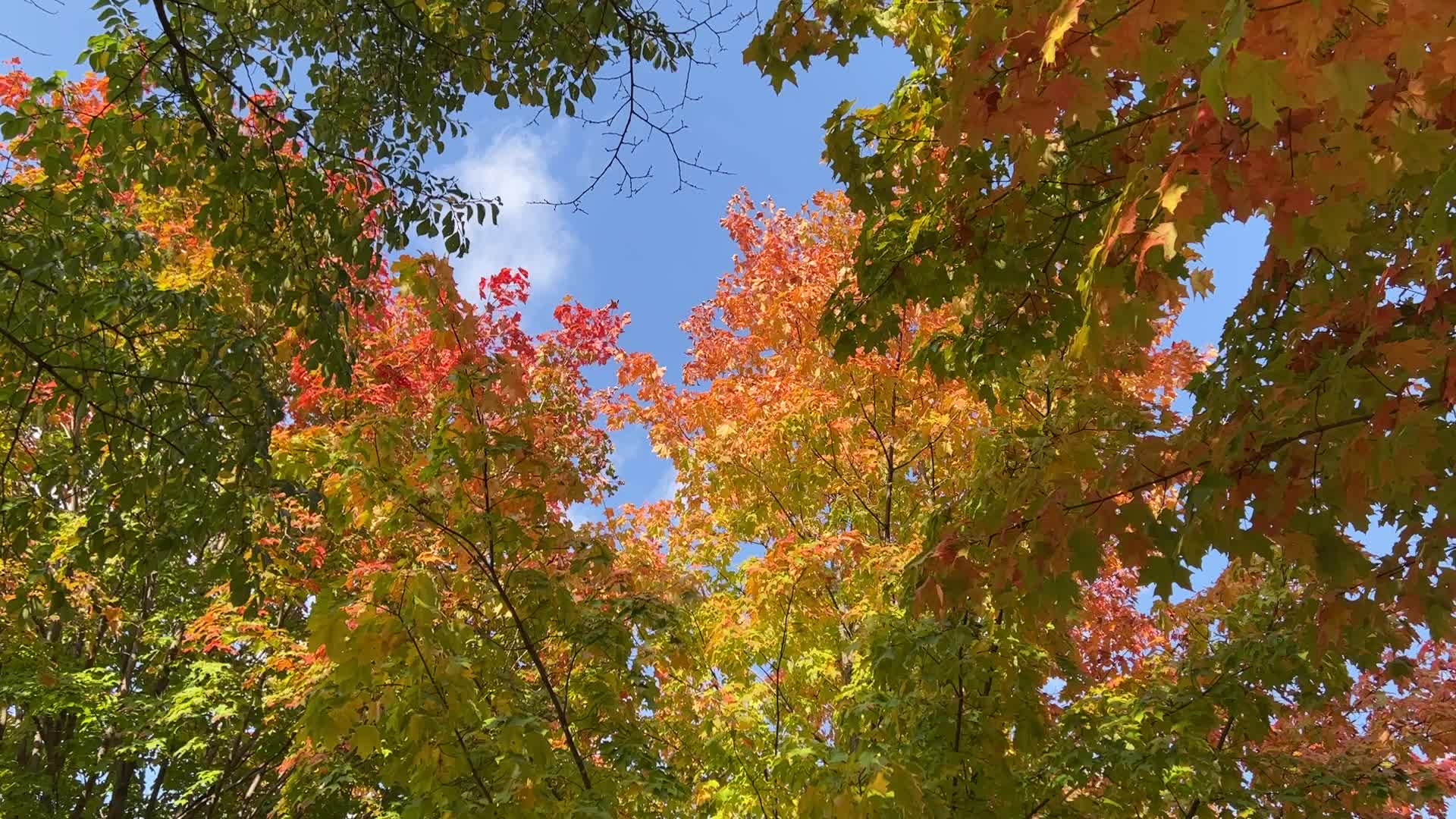 Autumn season in Toronto