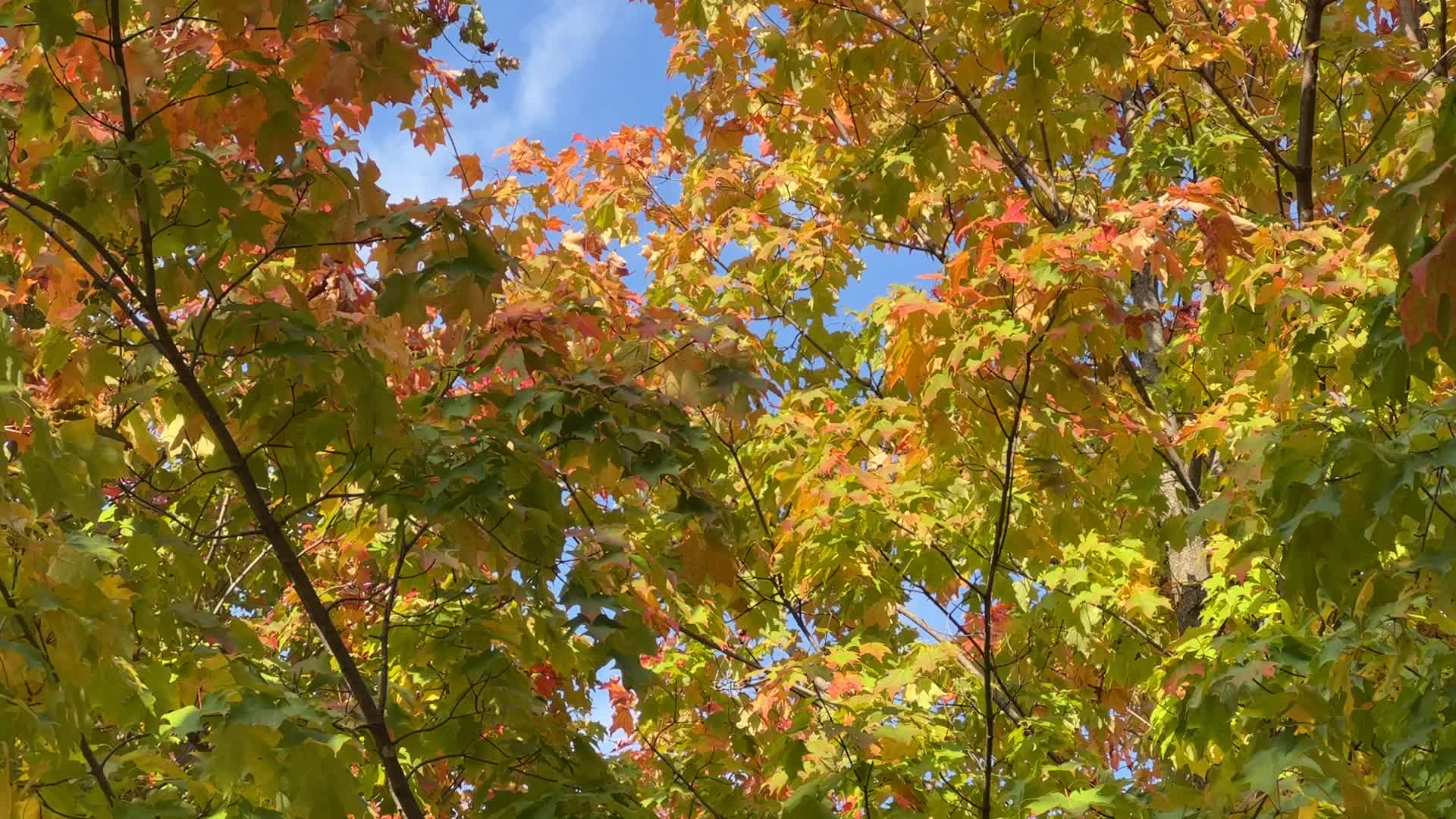 Autumn season in Toronto