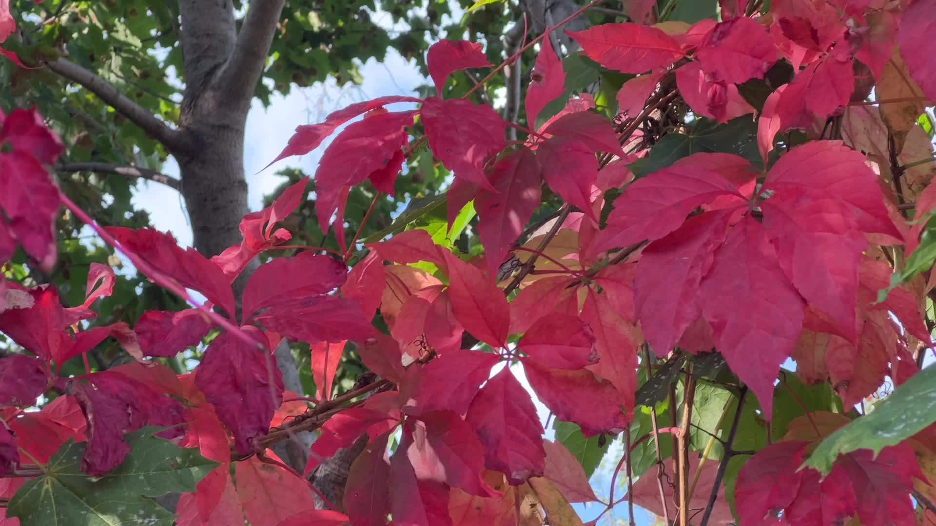 Autumn season in Toronto