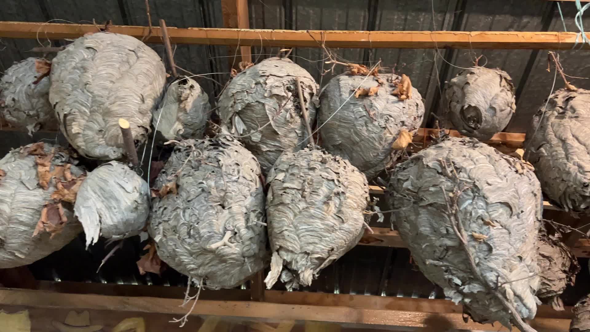 Paper Wasp Nests