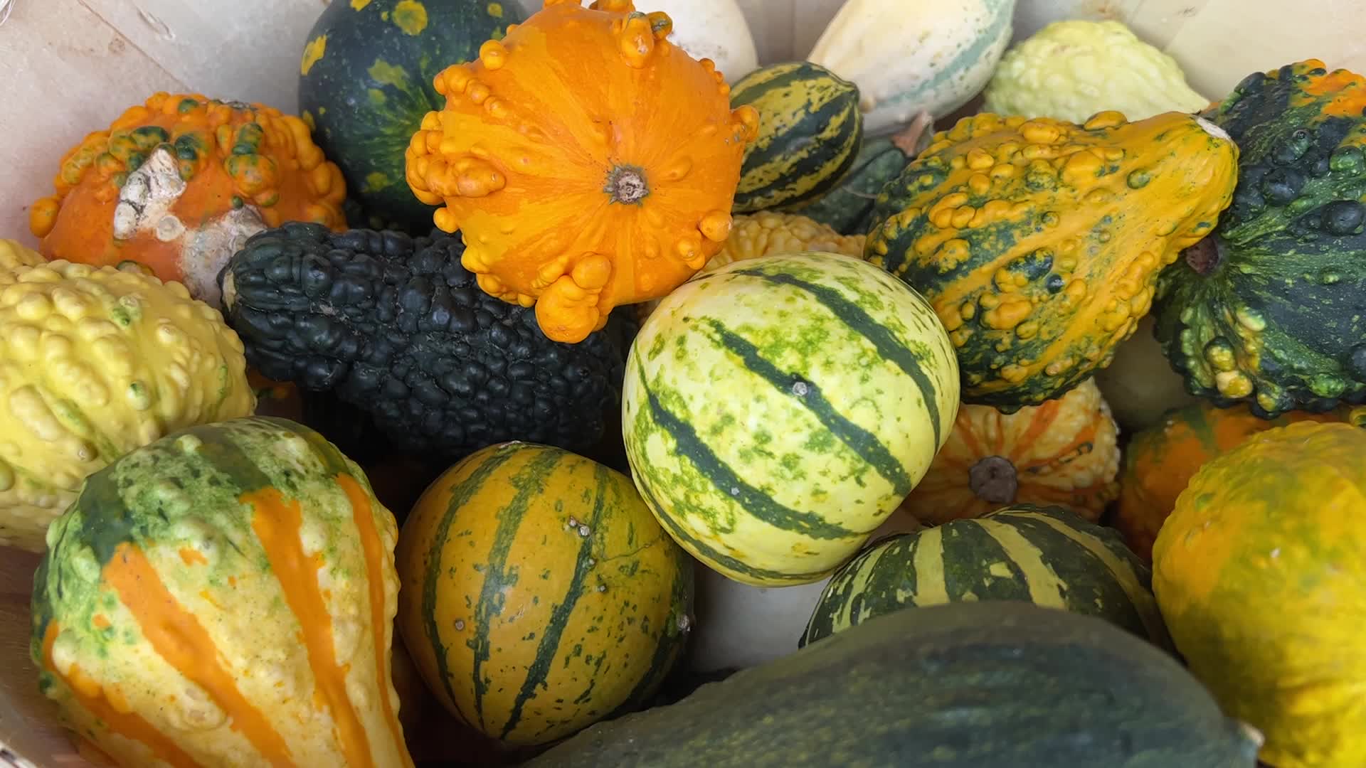 176th Woodbridge Fall Fair