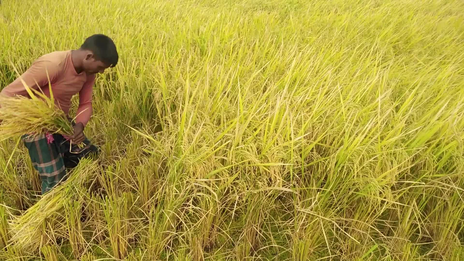 Paddy Harvesting in Bangladesh, Naogaon 