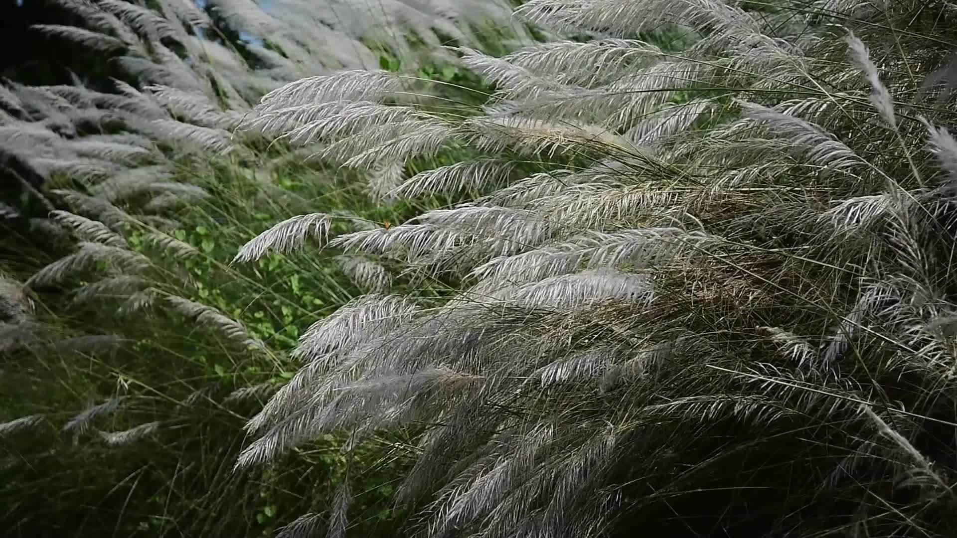 Kans Grass Flower Blooms In India