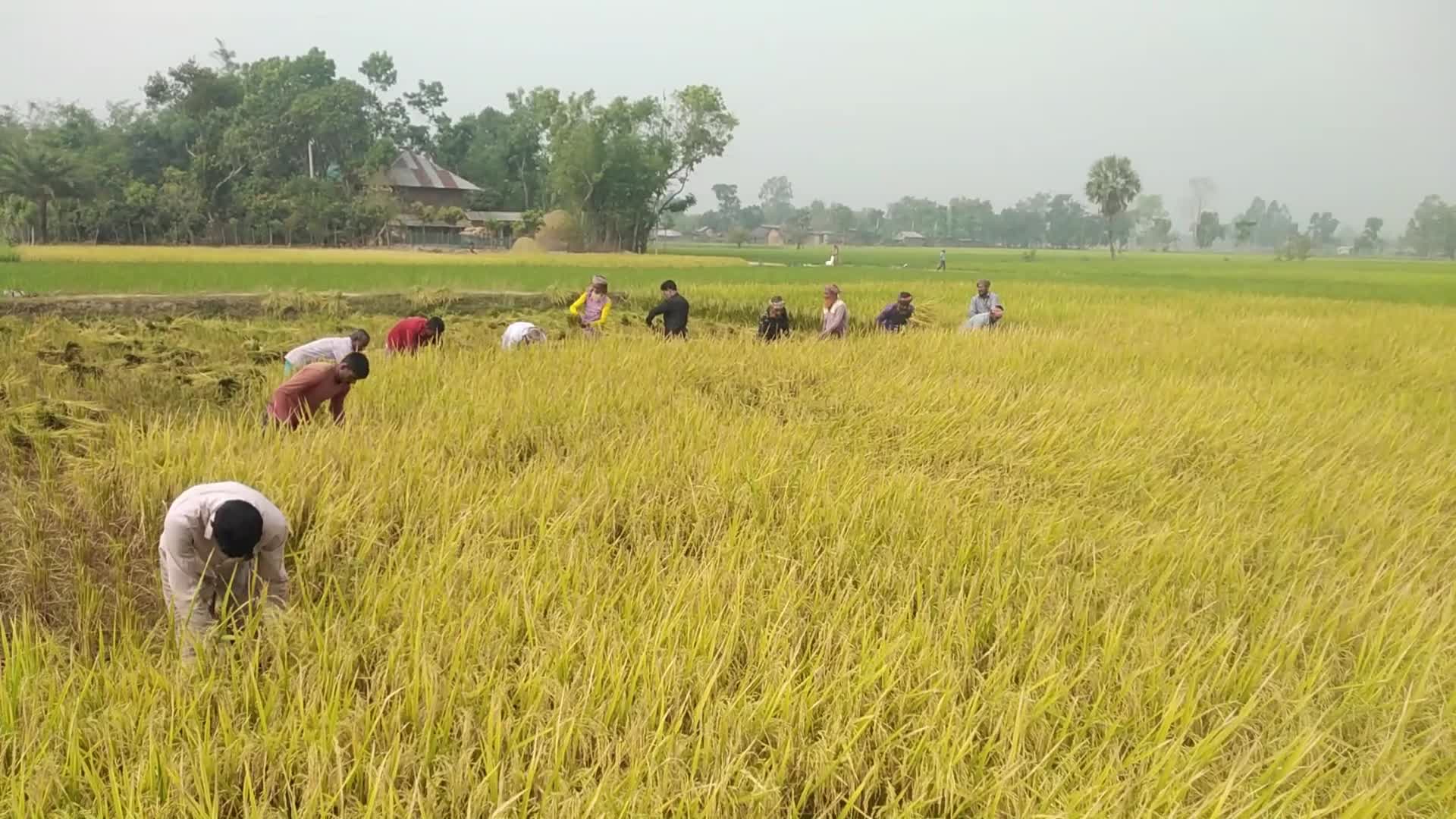 Paddy Harvesting in Bangladesh, Naogaon 
