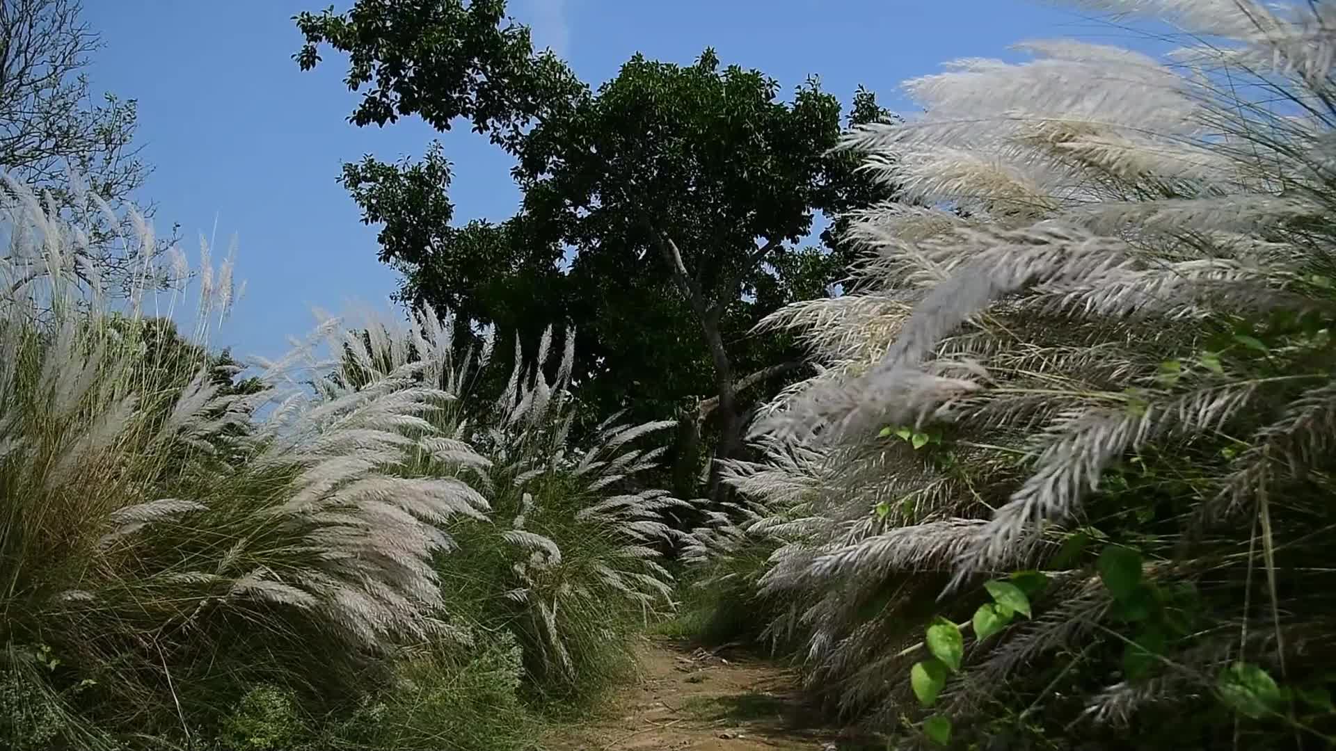 Kans Grass Flower Blooms In India