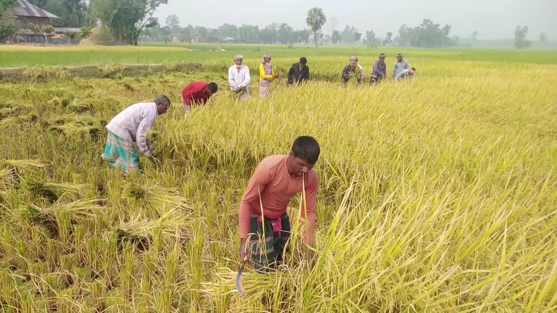 Paddy Harvesting in Bangladesh, Naogaon 