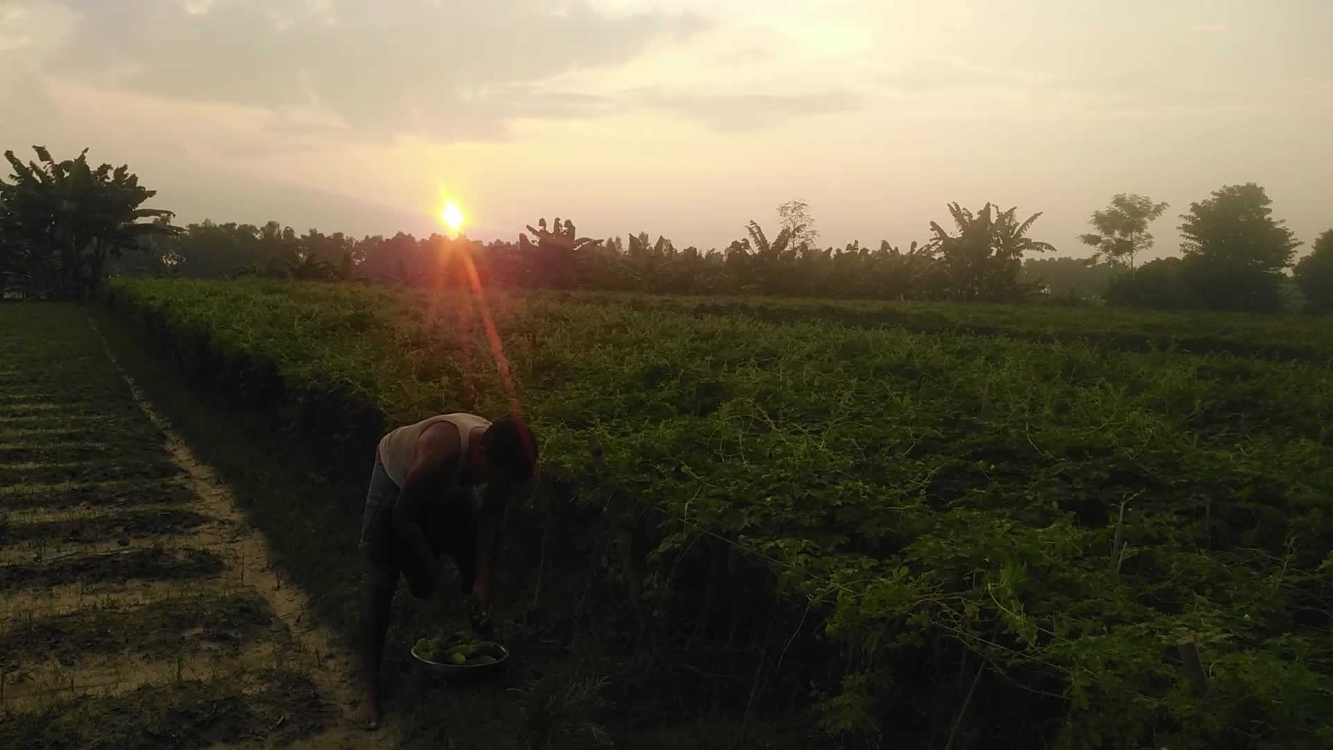 Farmer Harvest Bitter Gourd in Bangladesh, Naogaon 
