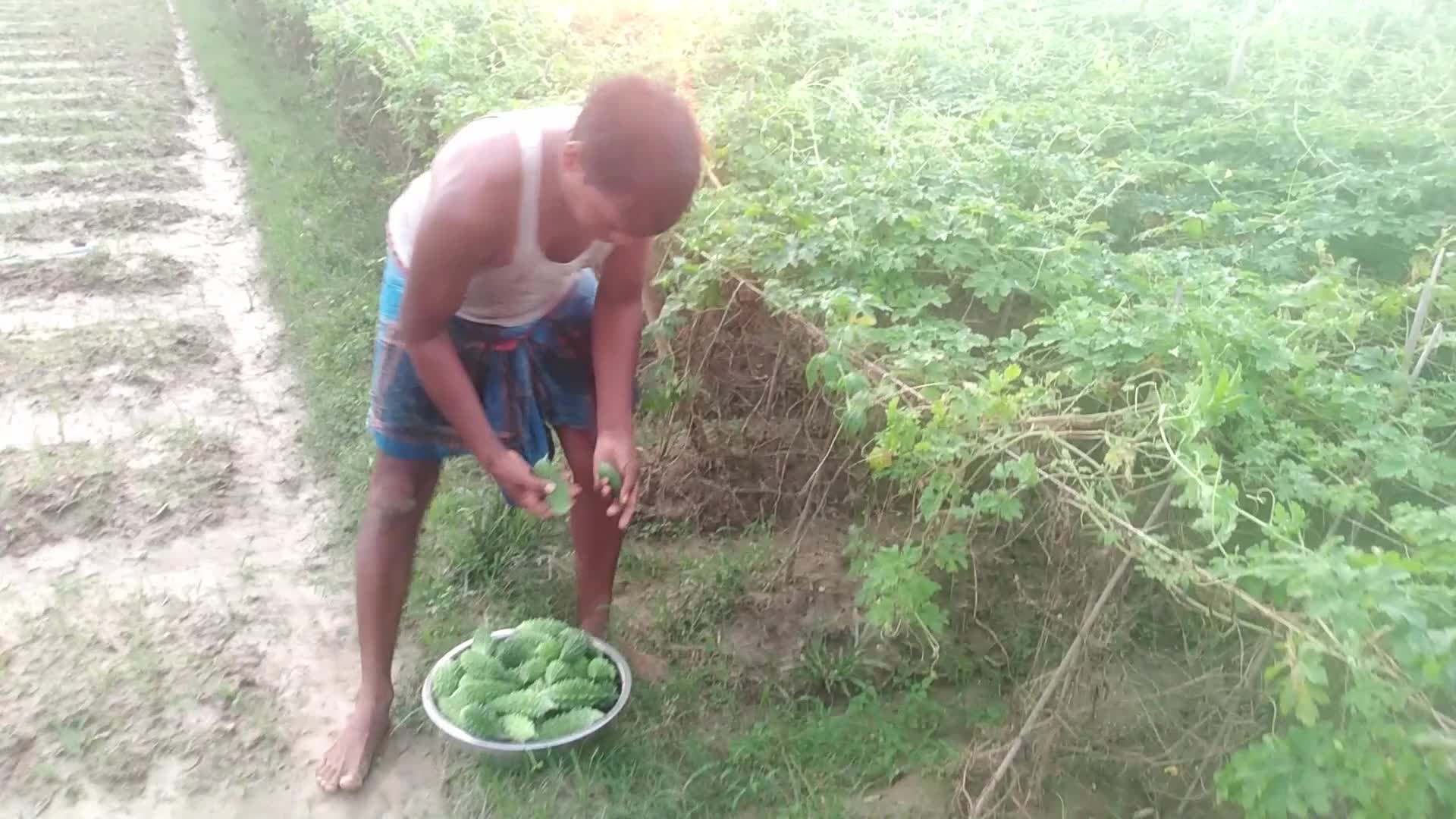 Farmer Harvest Bitter Gourd in Bangladesh, Naogaon 