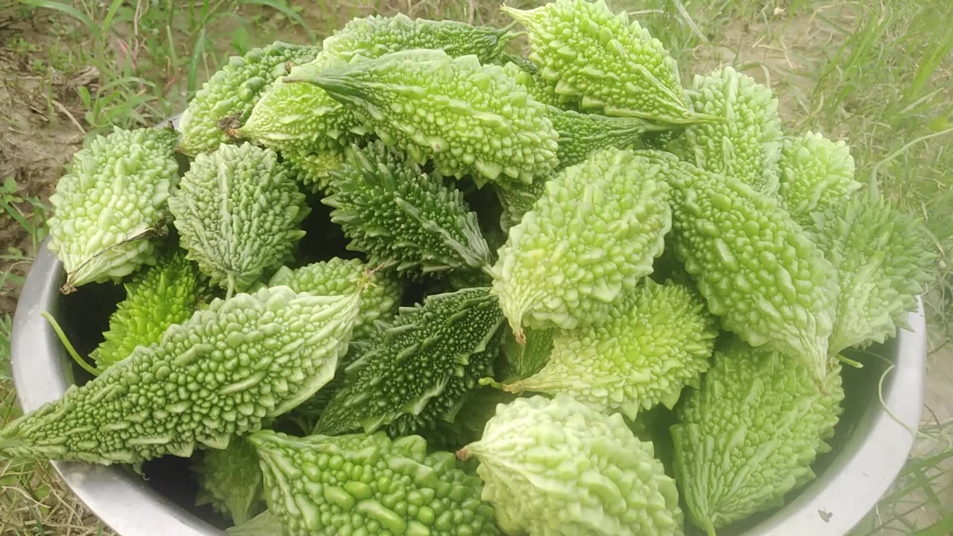 Farmer Harvest Bitter Gourd in Bangladesh, Naogaon 