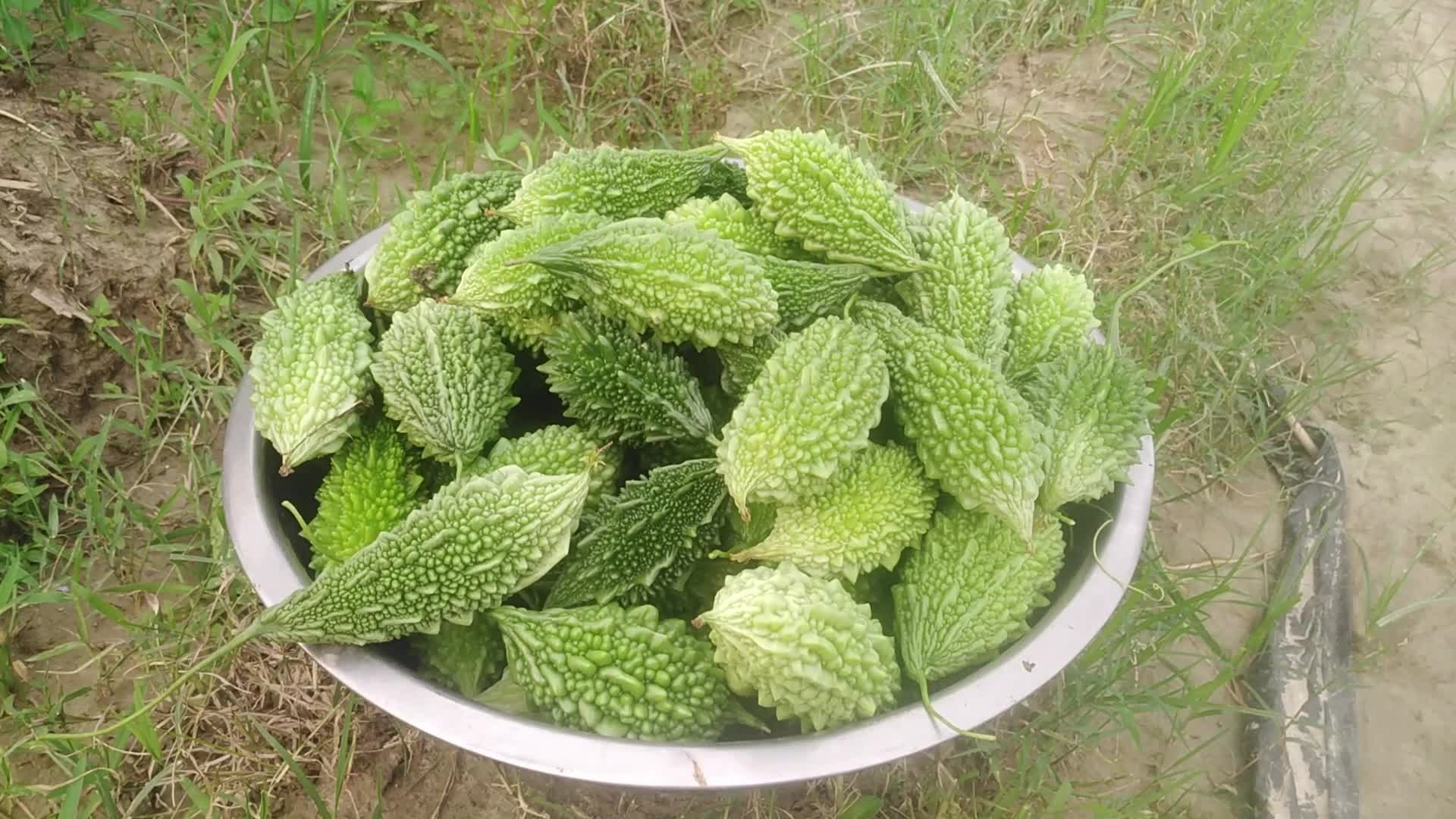 Farmer Harvest Bitter Gourd in Bangladesh, Naogaon 