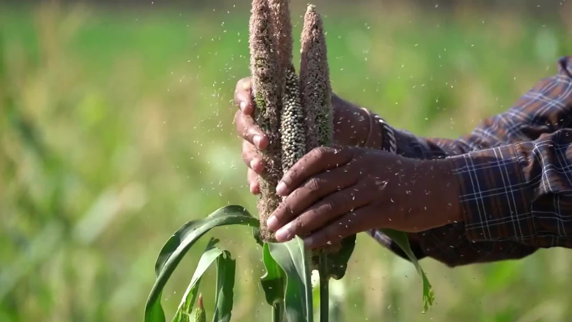 Farmer harvest a crop of finger millet in India.