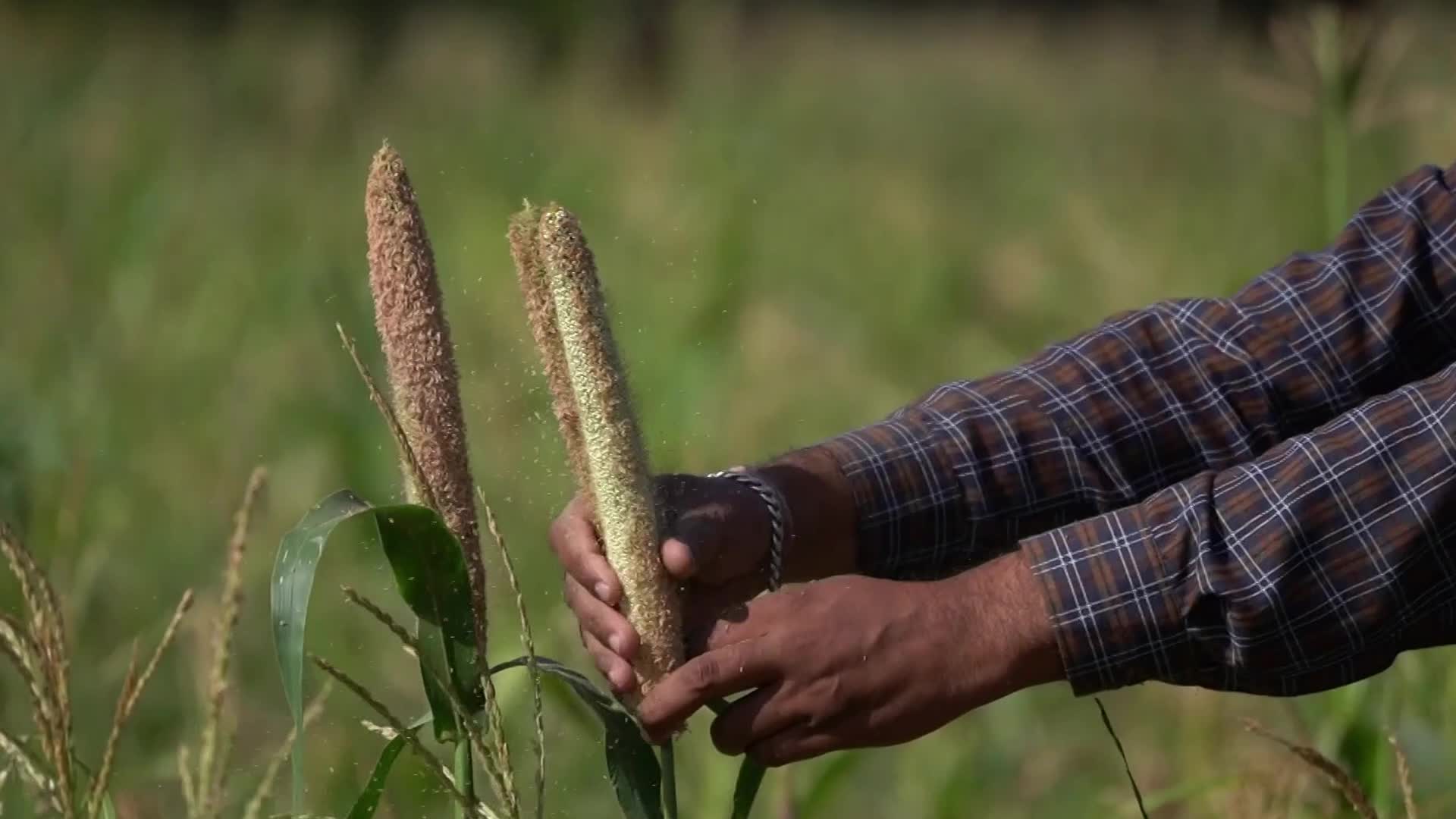 Farmer harvest a crop of finger millet in India.