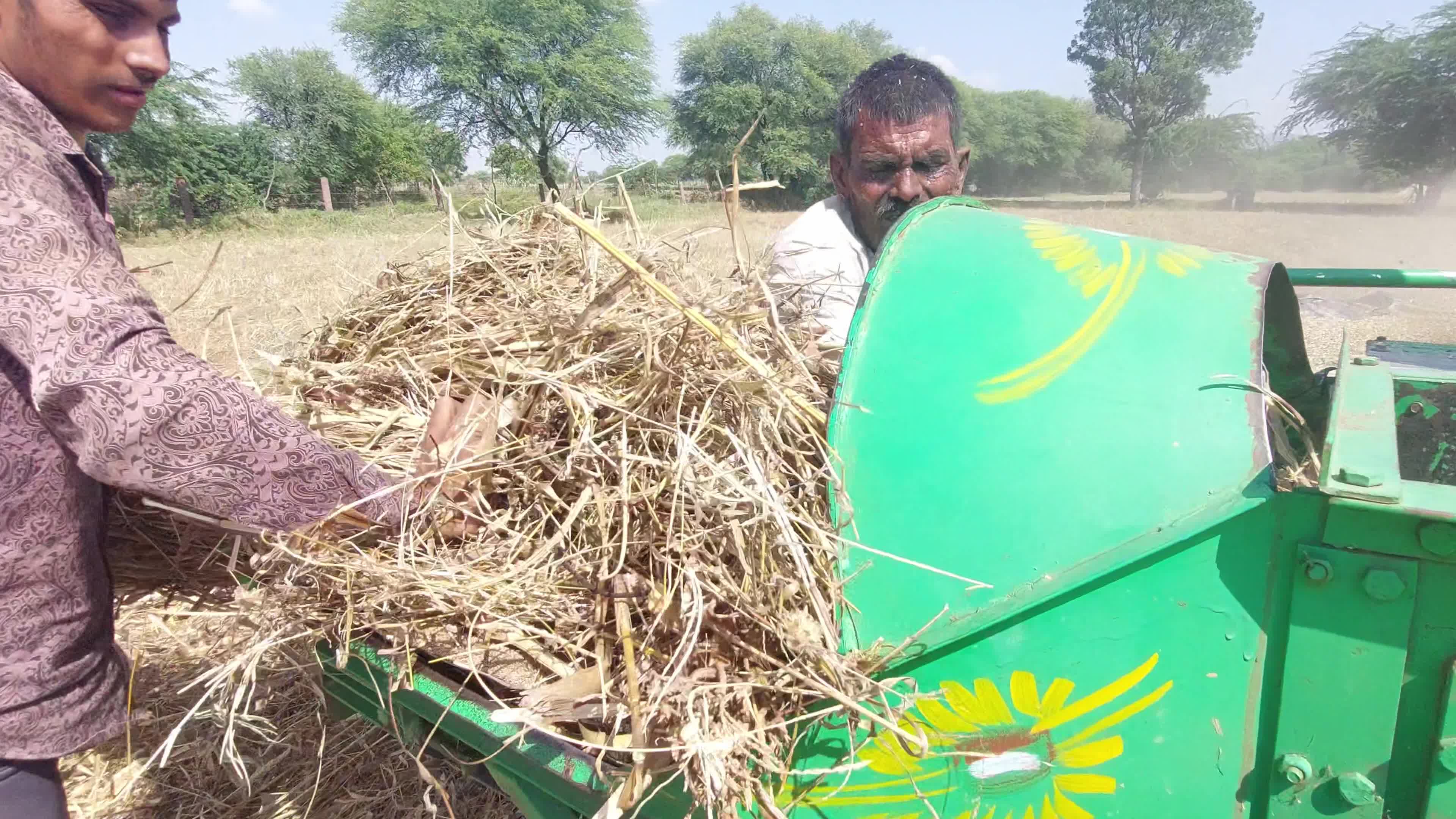 Indian Farmers thresh Fodder for cattle using a thresher machine in India