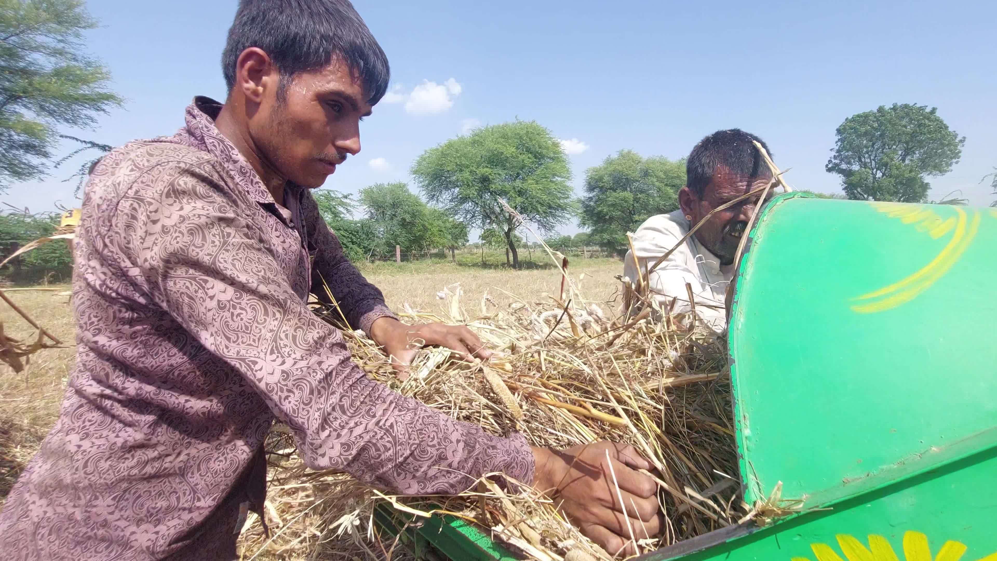 Indian Farmers thresh Fodder for cattle using a thresher machine in India
