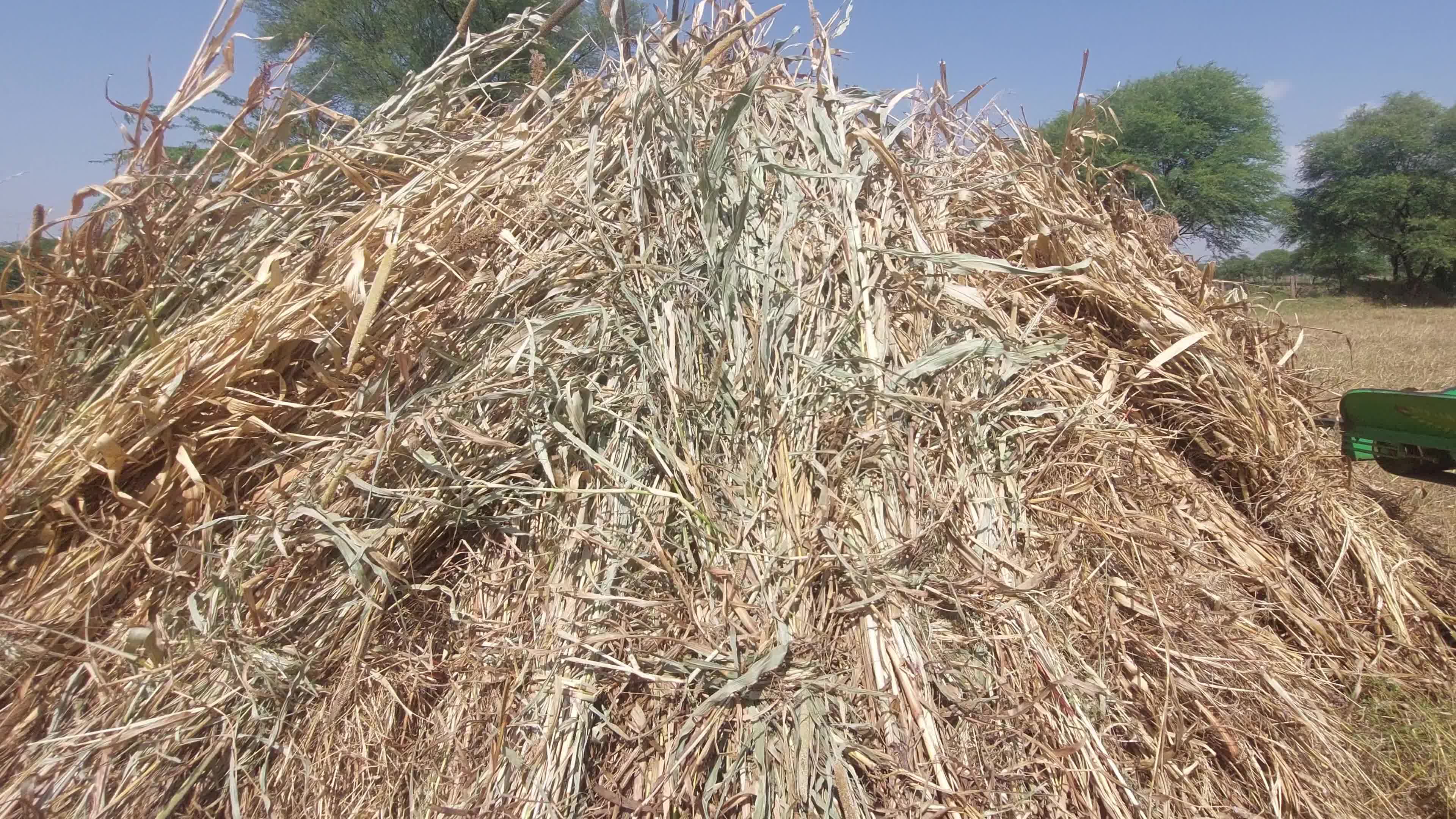 Indian Farmers thresh Fodder for cattle using a thresher machine in India