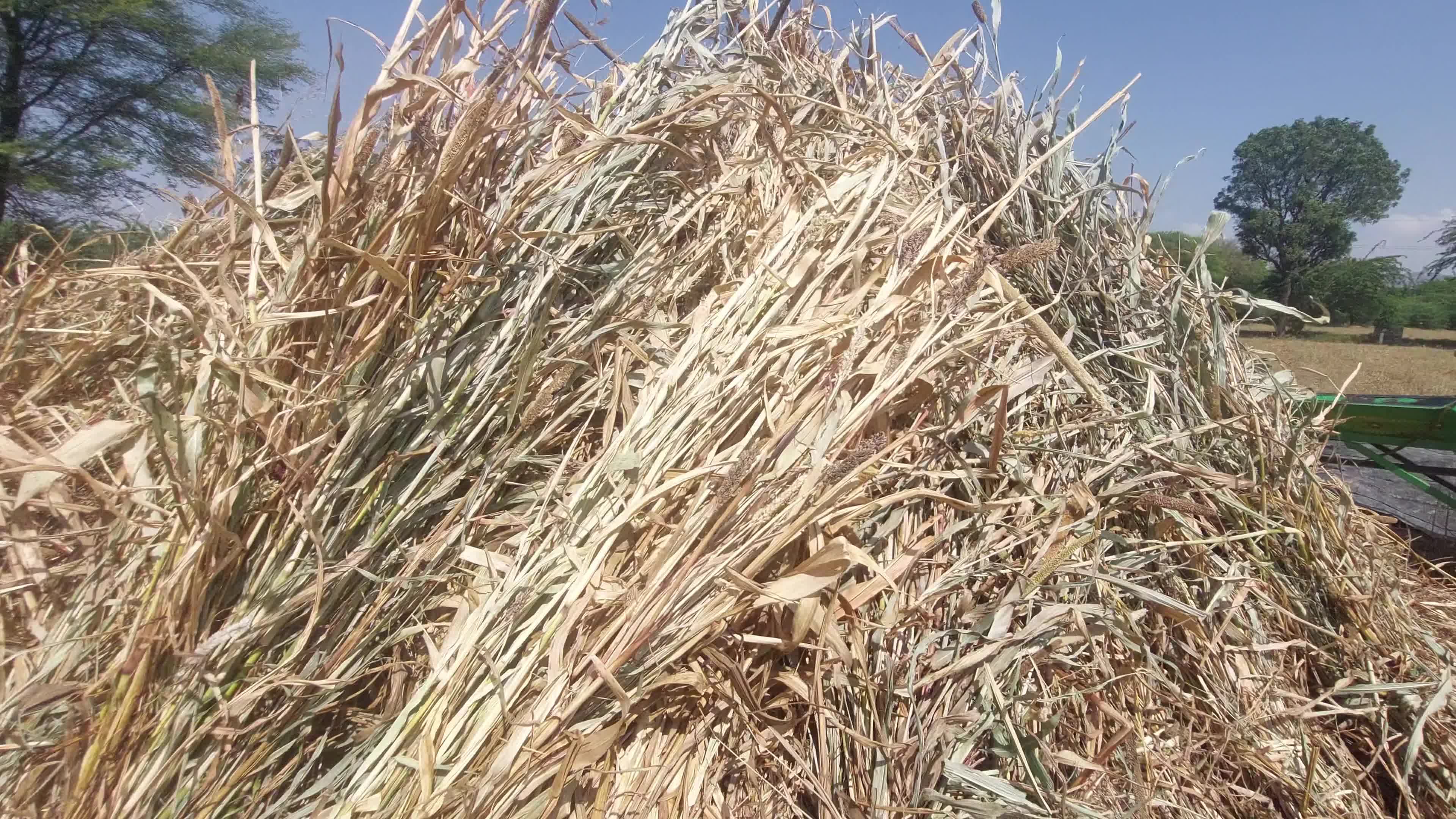 Indian Farmers thresh Fodder for cattle using a thresher machine in India