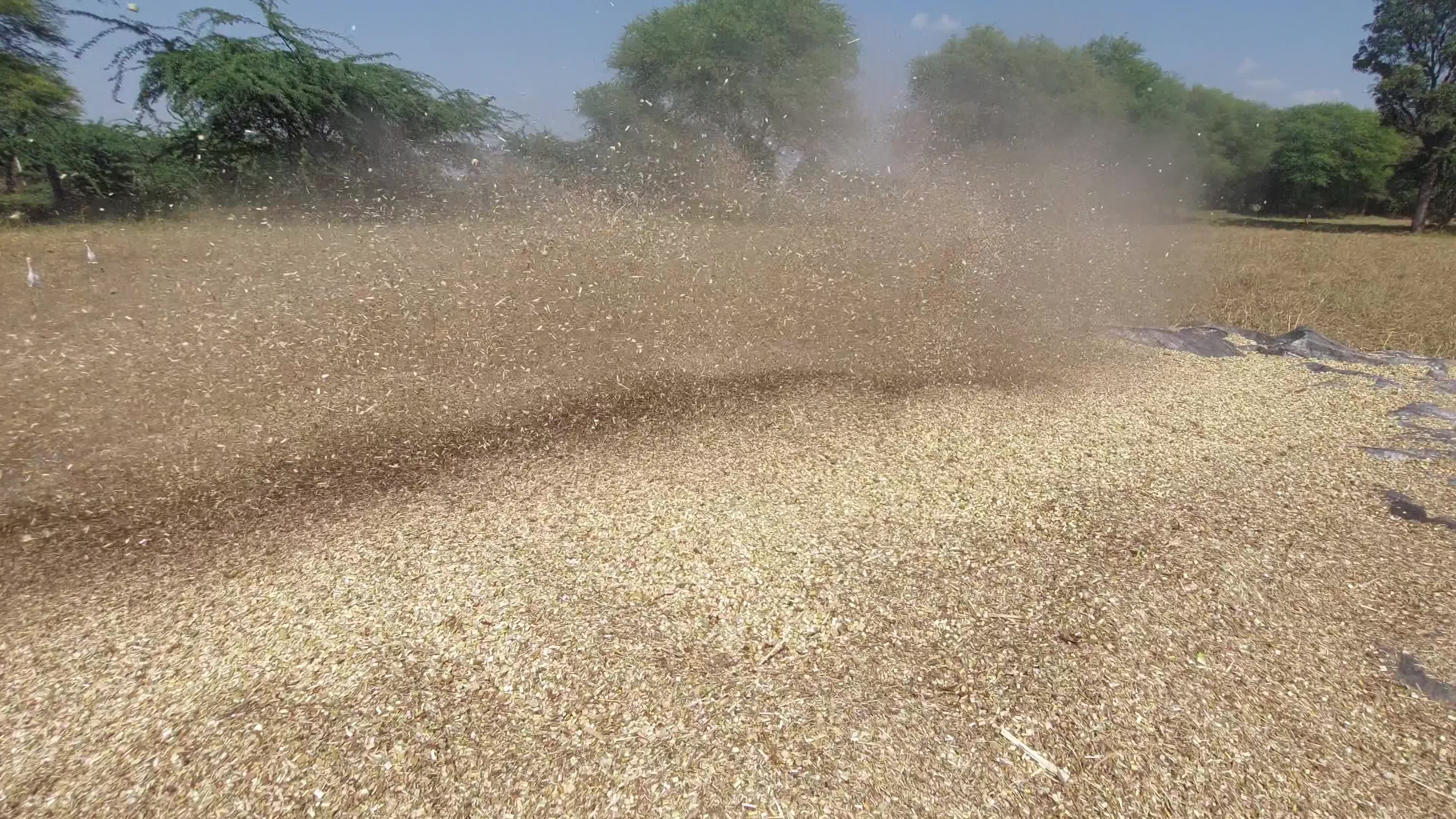 Indian Farmers thresh Fodder for cattle using a thresher machine in India