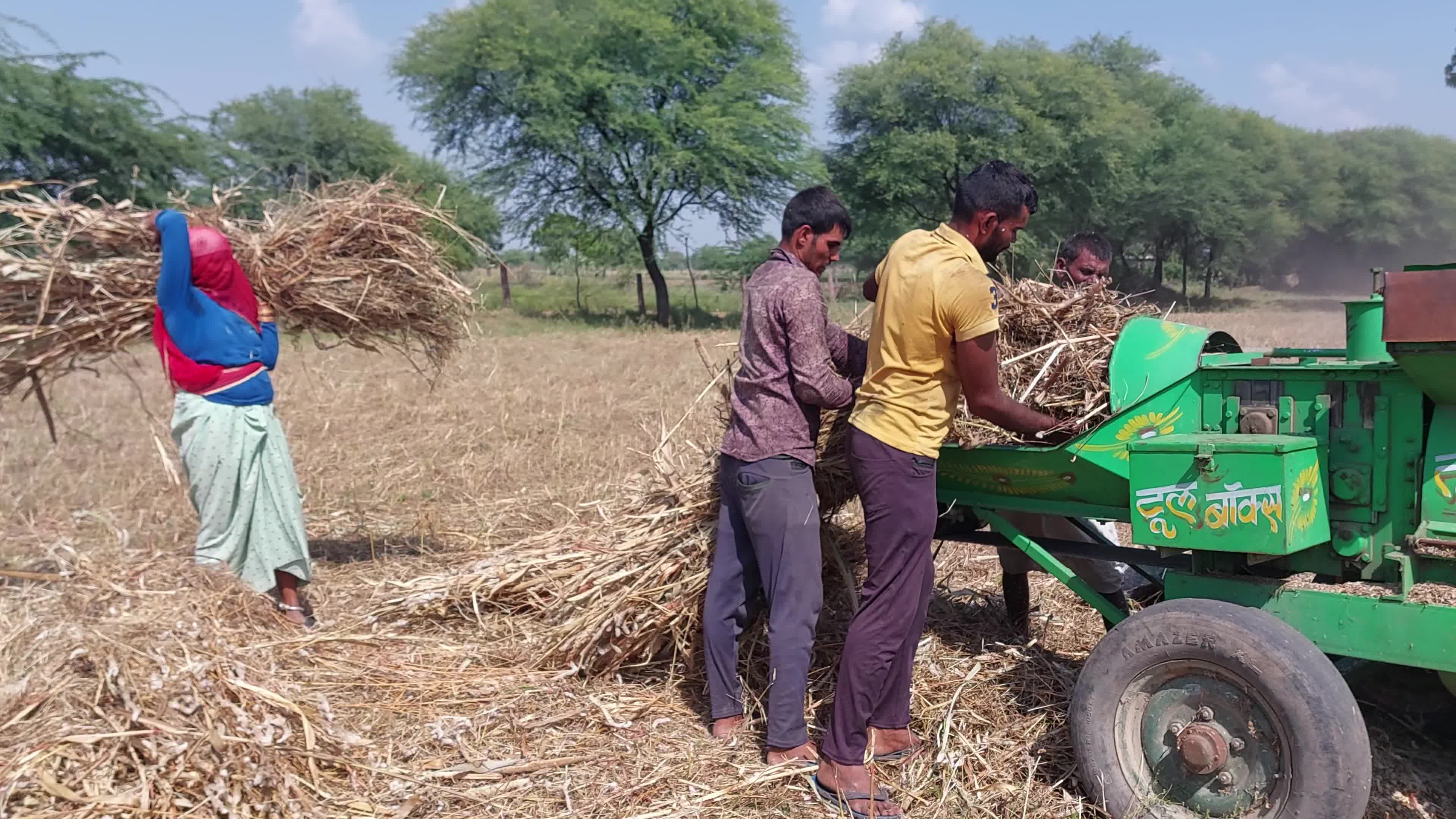 Indian Farmers thresh Fodder for cattle using a thresher machine in India