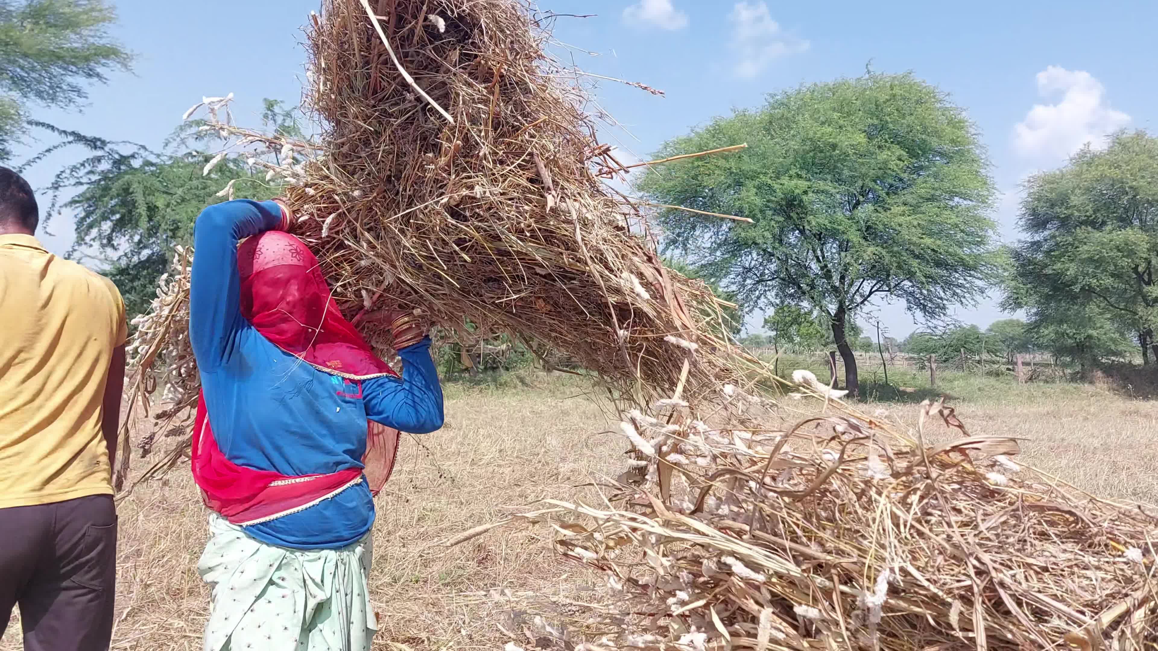 Indian Farmers thresh Fodder for cattle using a thresher machine in India