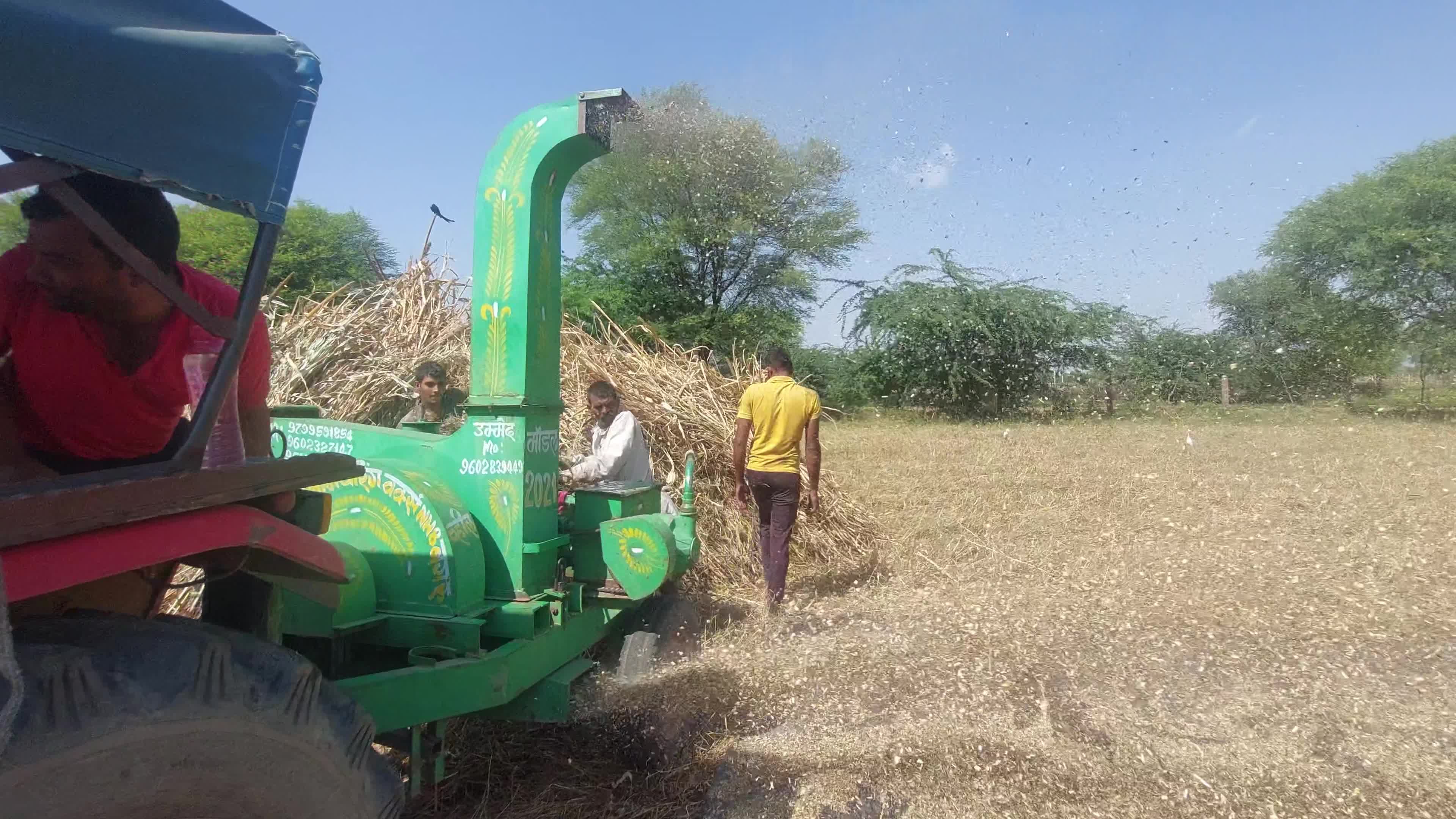 Indian Farmers thresh Fodder for cattle using a thresher machine in India