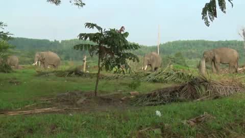 Sumatran Elephants Threatened With Extinction In Indonesia