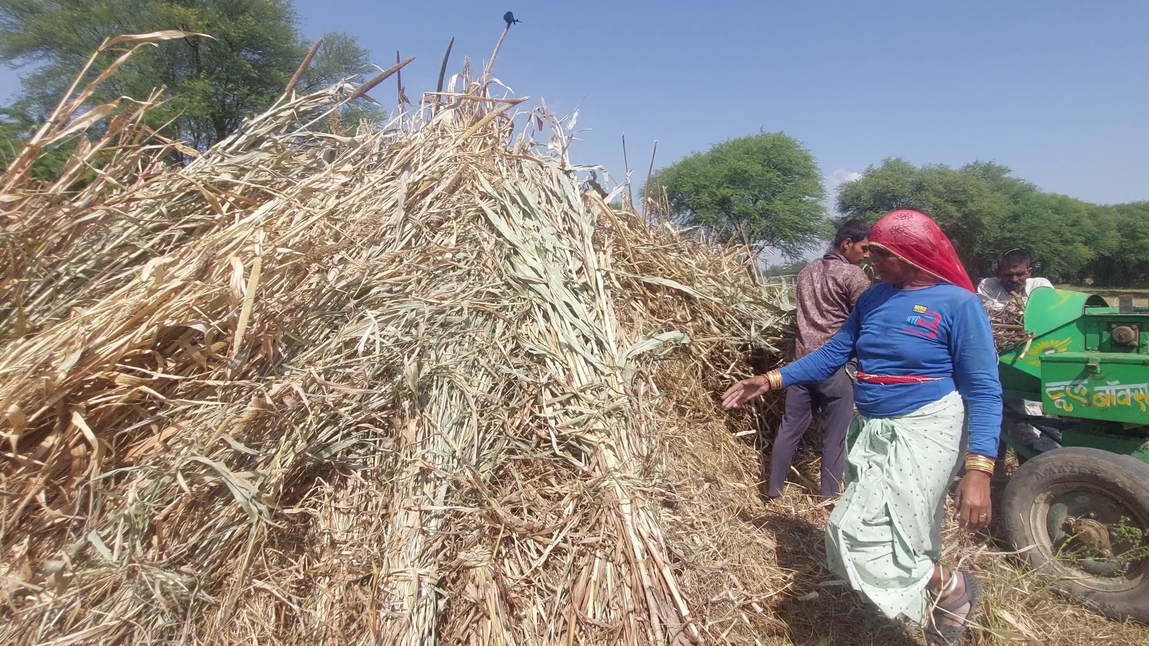 Indian Farmers thresh Fodder for cattle using a thresher machine in India