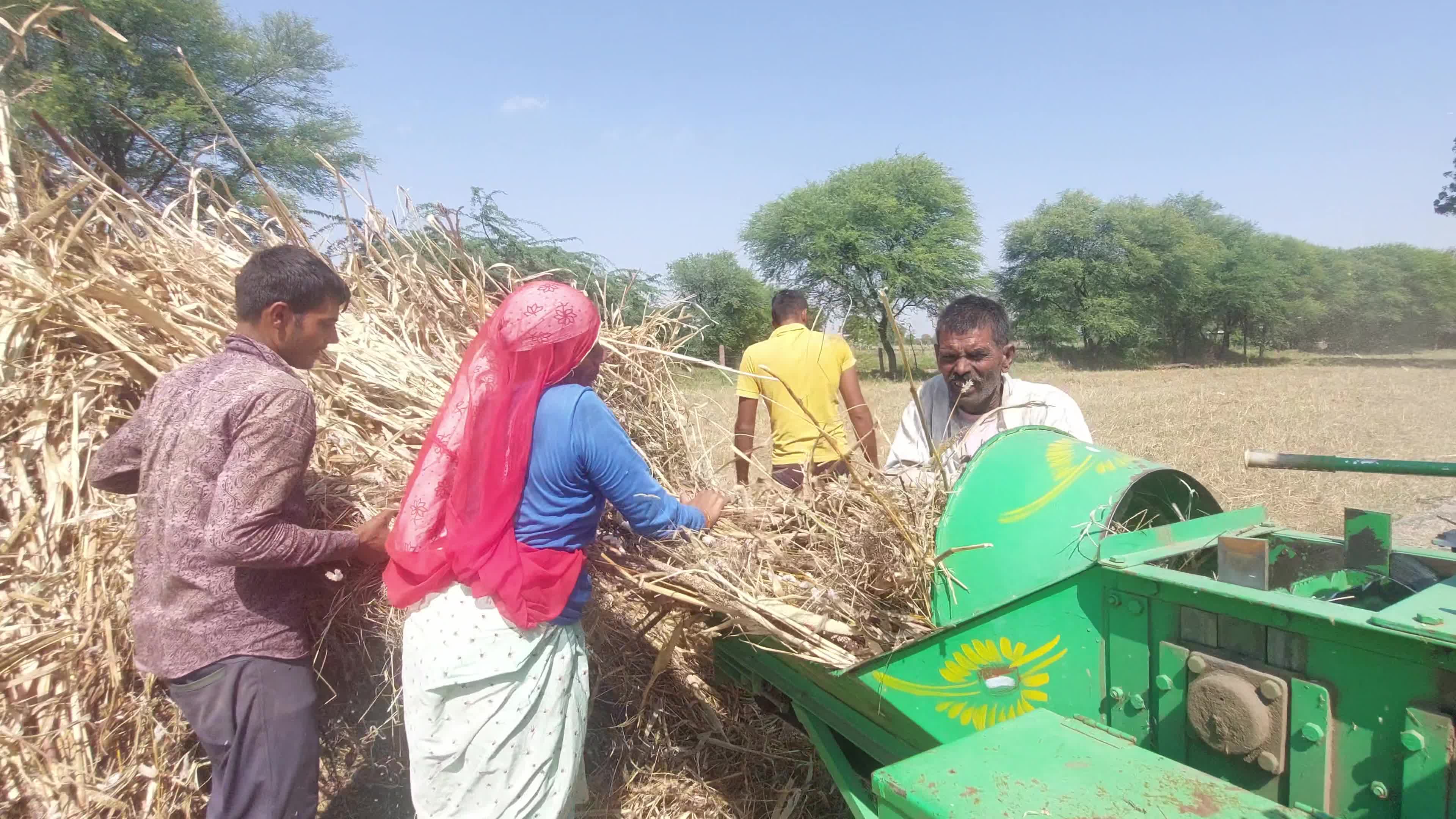 Indian Farmers thresh Fodder for cattle using a thresher machine in India