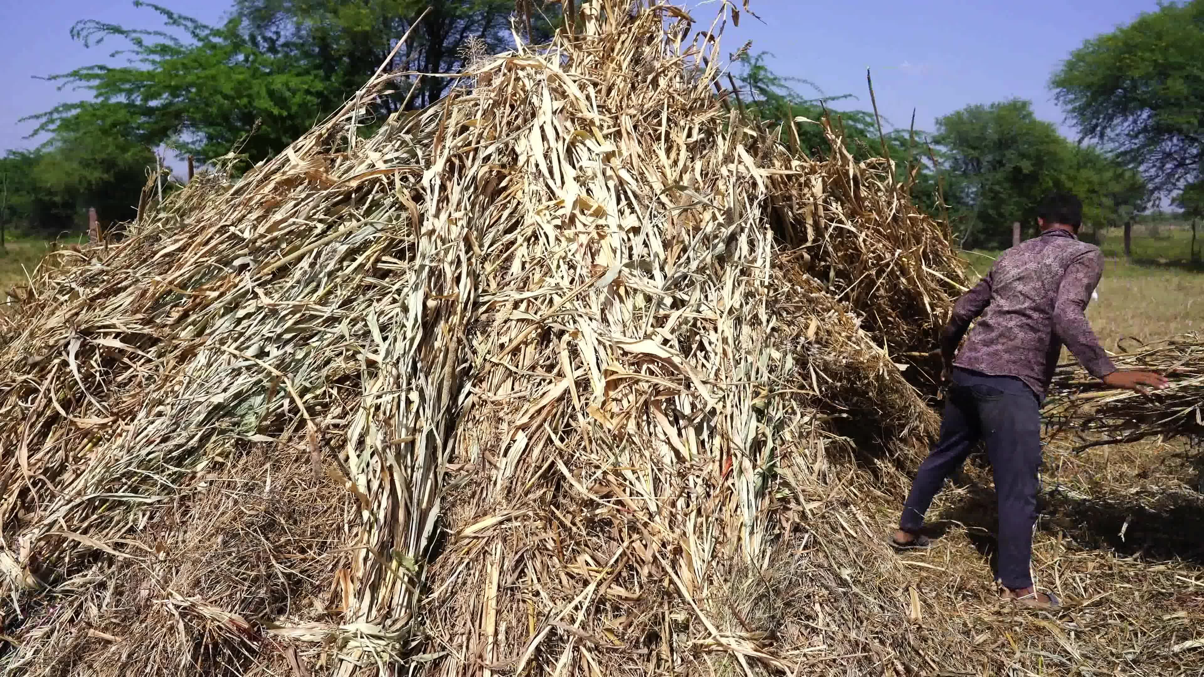 Indian Farmers thresh Fodder for cattle using a thresher machine in India