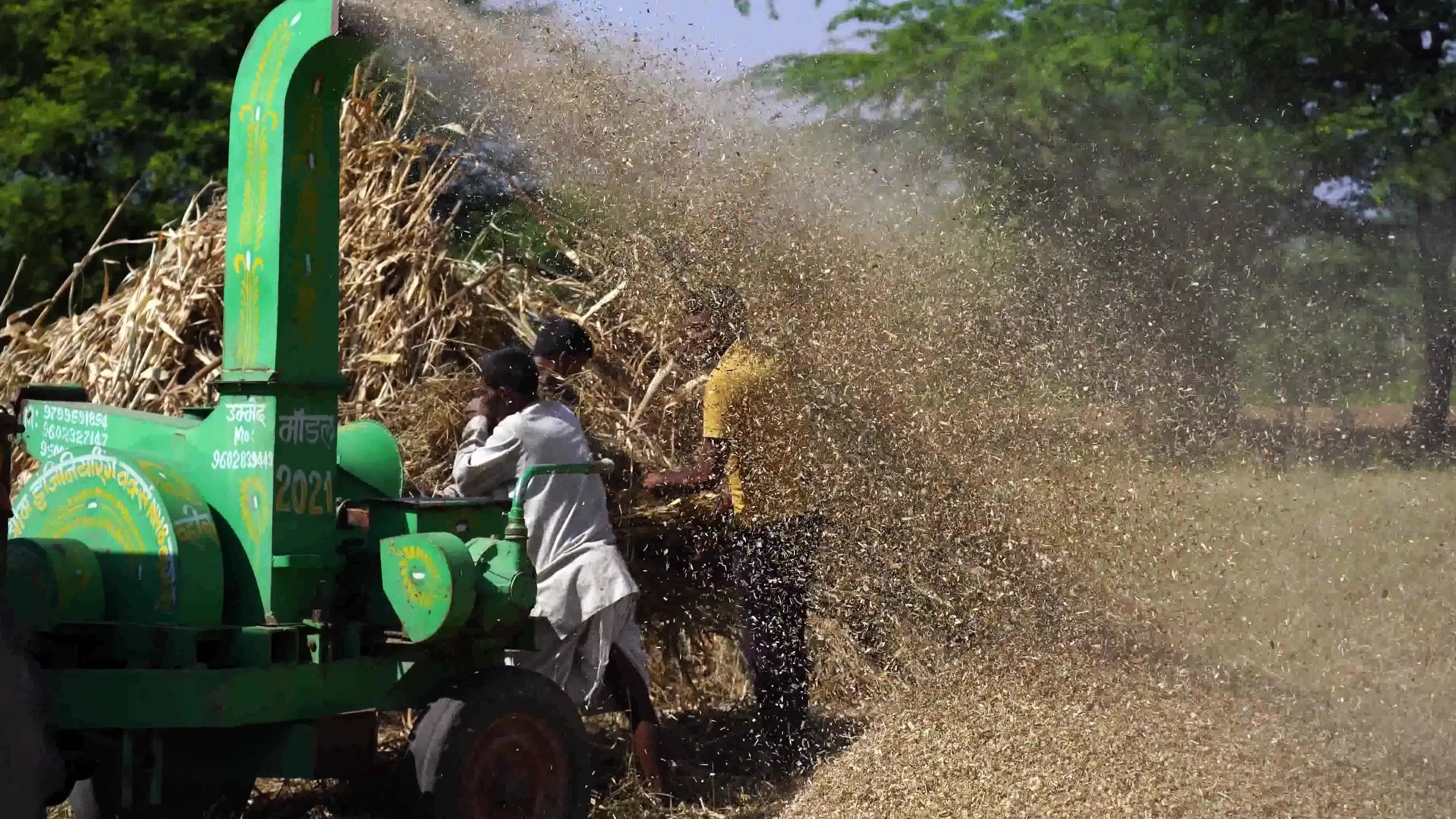Indian Farmers thresh Fodder for cattle using a thresher machine in India