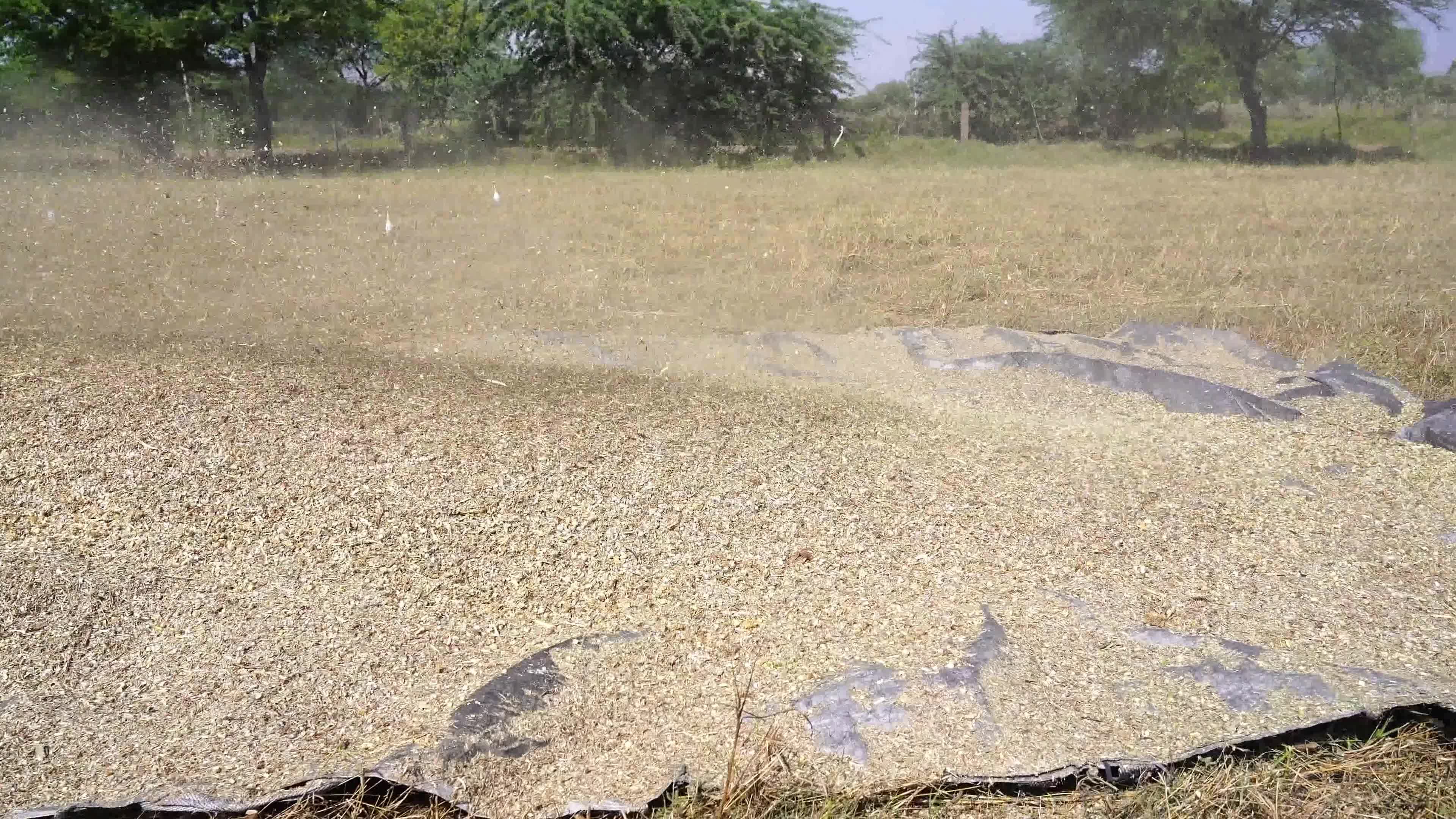 Indian Farmers thresh Fodder for cattle using a thresher machine in India