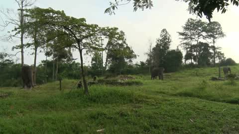 Sumatran Elephants Threatened With Extinction In Indonesia