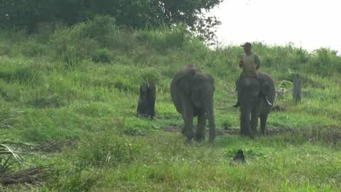 Sumatran Elephants Threatened With Extinction In Indonesia