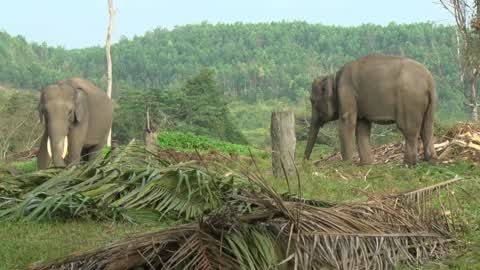 Sumatran Elephants Threatened With Extinction In Indonesia
