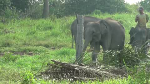 Sumatran Elephants Threatened With Extinction In Indonesia