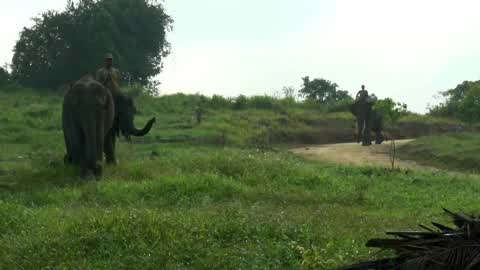 Sumatran Elephants Threatened With Extinction In Indonesia