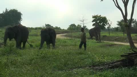Sumatran Elephants Threatened With Extinction In Indonesia