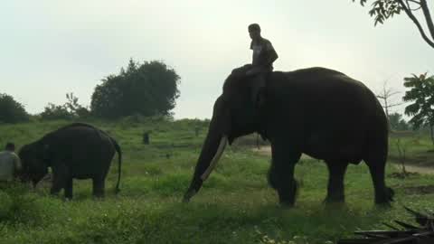 Sumatran Elephants Threatened With Extinction In Indonesia