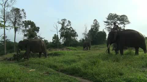 Sumatran Elephants Threatened With Extinction In Indonesia