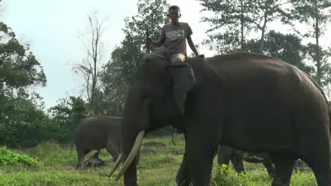 Sumatran Elephants Threatened With Extinction In Indonesia