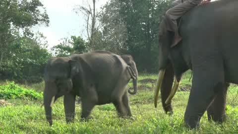Sumatran Elephants Threatened With Extinction In Indonesia