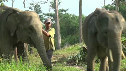 Sumatran Elephants Threatened With Extinction In Indonesia