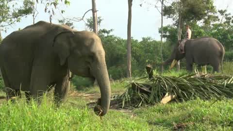 Sumatran Elephants Threatened With Extinction In Indonesia