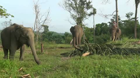Sumatran Elephants Threatened With Extinction In Indonesia