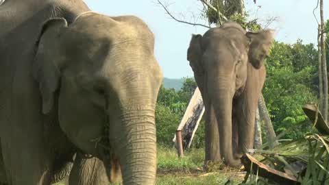 Sumatran Elephants Threatened With Extinction In Indonesia