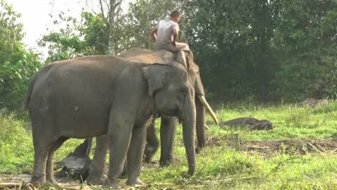 Sumatran Elephants Threatened With Extinction In Indonesia